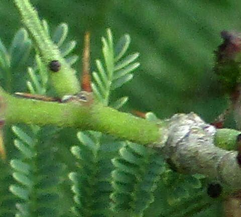 Слика од Vachellia arenaria (Schinz) Kyal. & Boatwr.