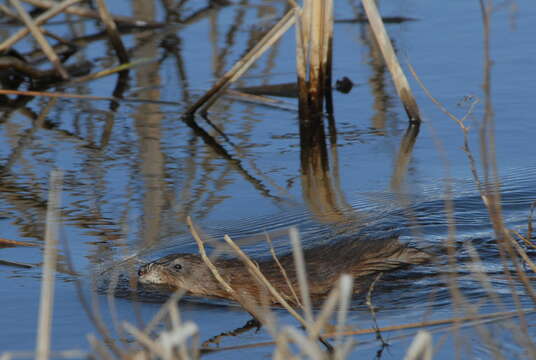 Image of muskrat