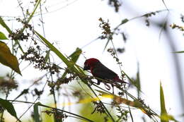 Sivun Pyrenestes sanguineus Swainson 1837 kuva