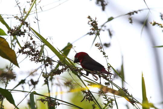 Image of Crimson Seedcracker