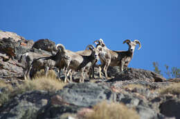 Image of Desert bighorn sheep