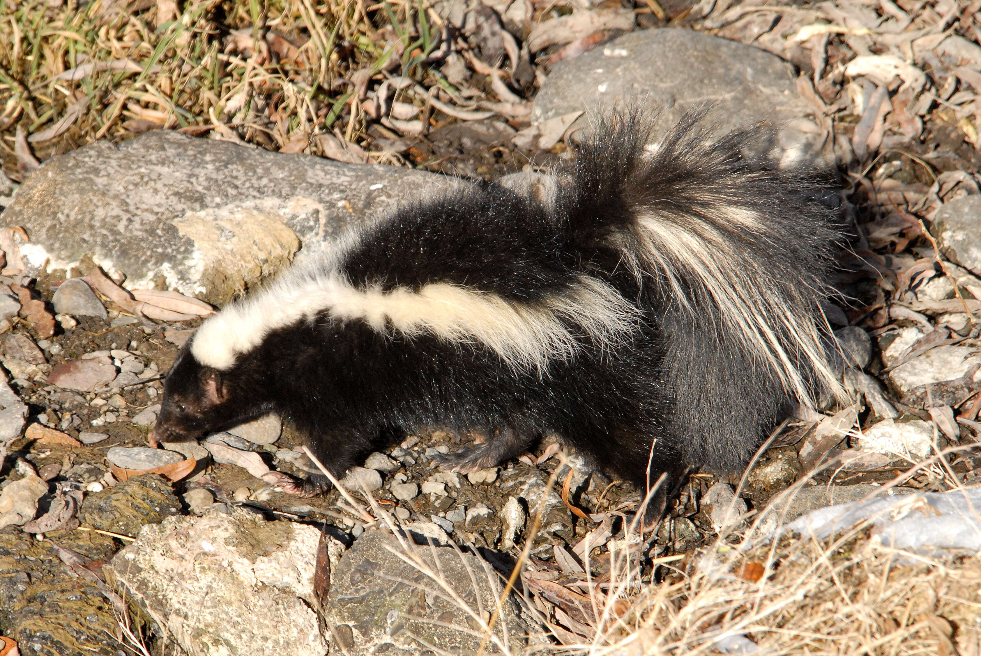 Image of Hooded and Striped Skunks