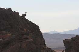 Image of Desert bighorn sheep