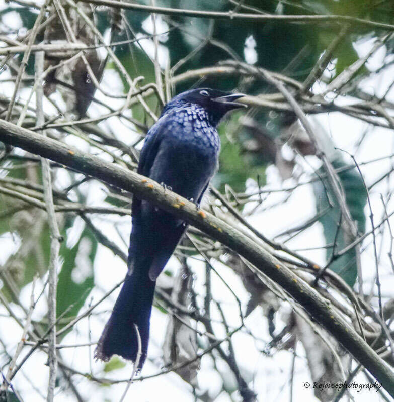 Image of Lesser Racket-tailed Drongo