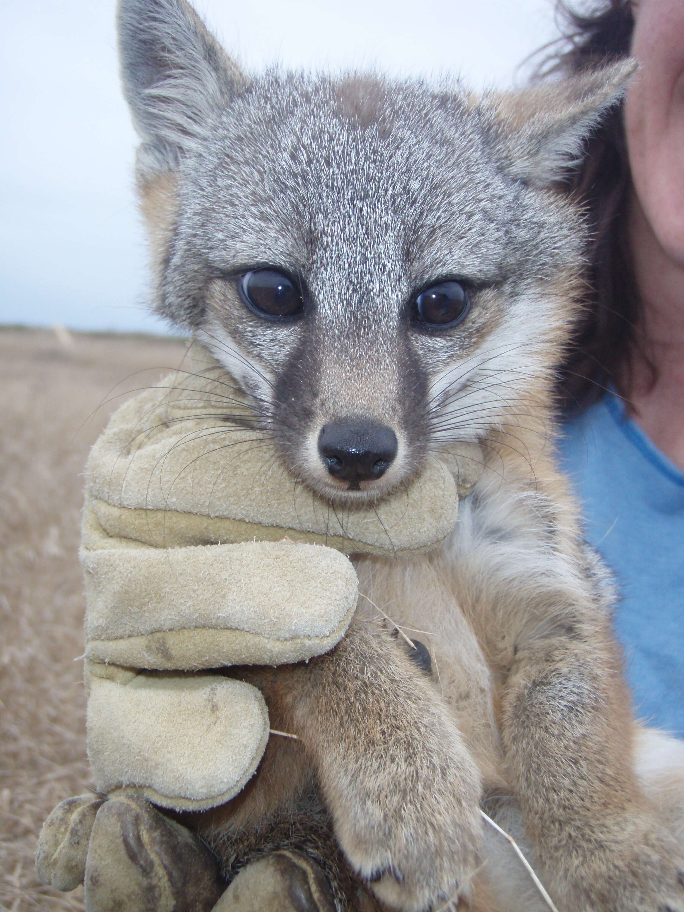 Image of California Channel Island Fox