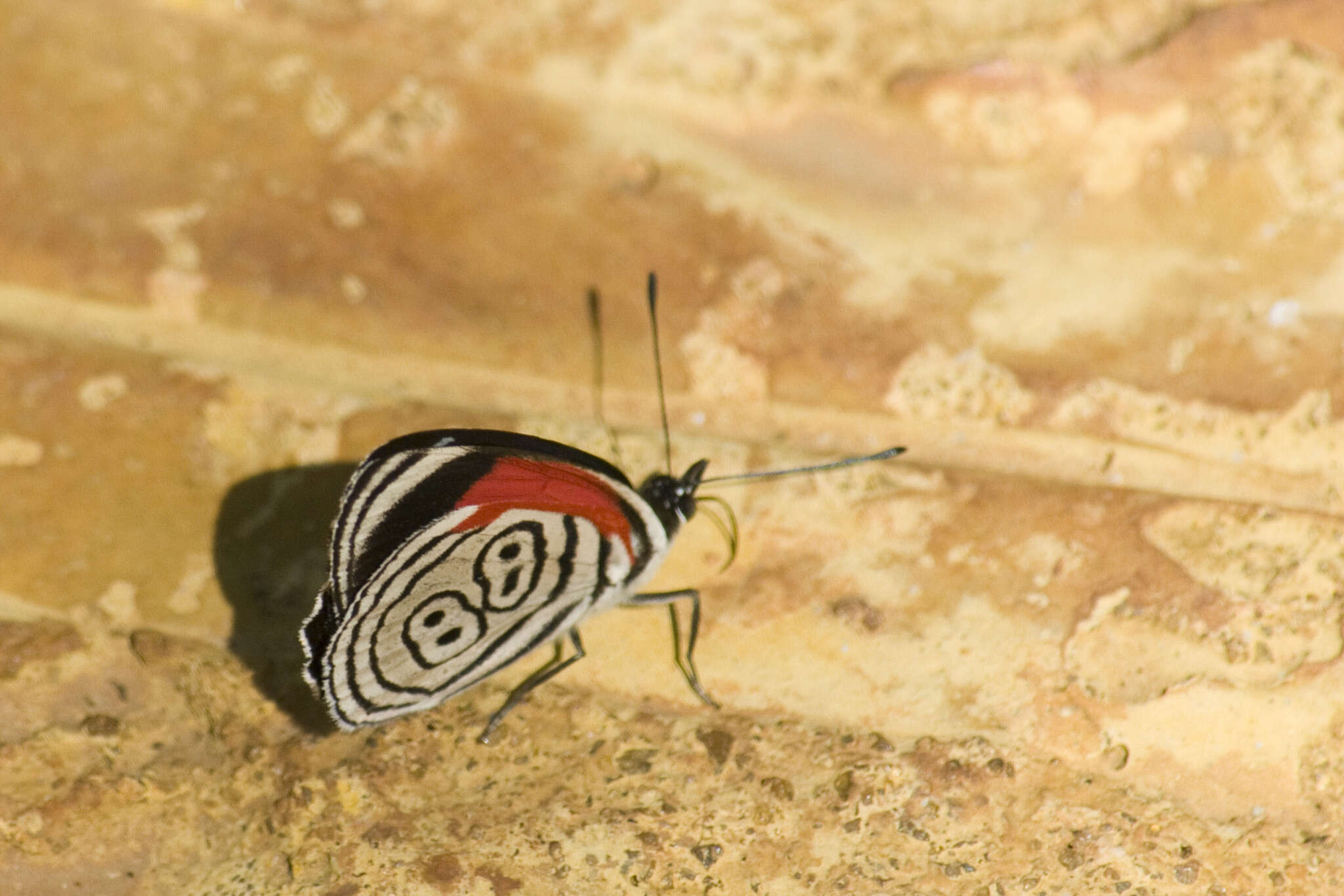 Image of 88 Butterfly