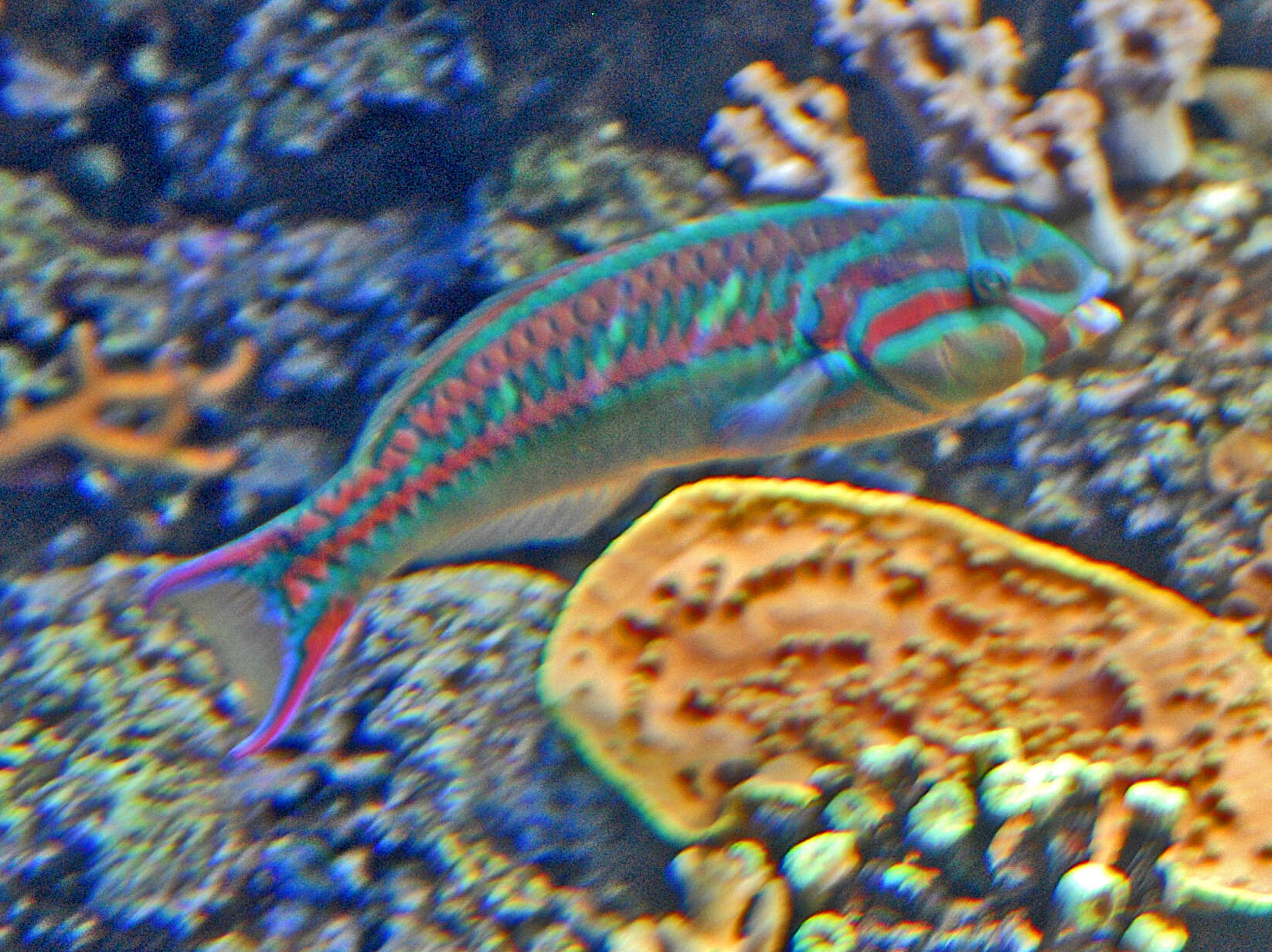 Image of Five striped surge wrasse