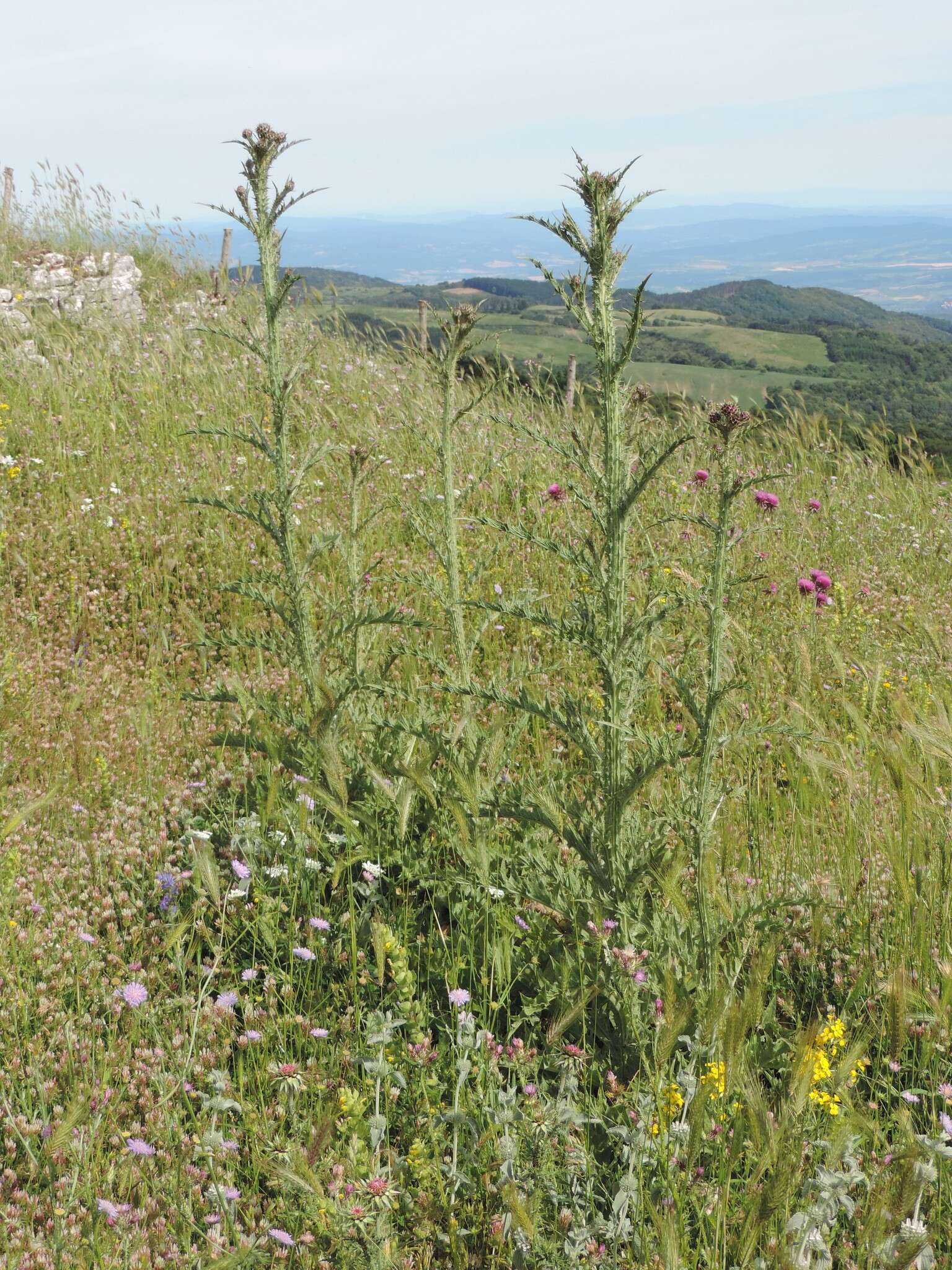 Imagem de Onopordum illyricum subsp. illyricum