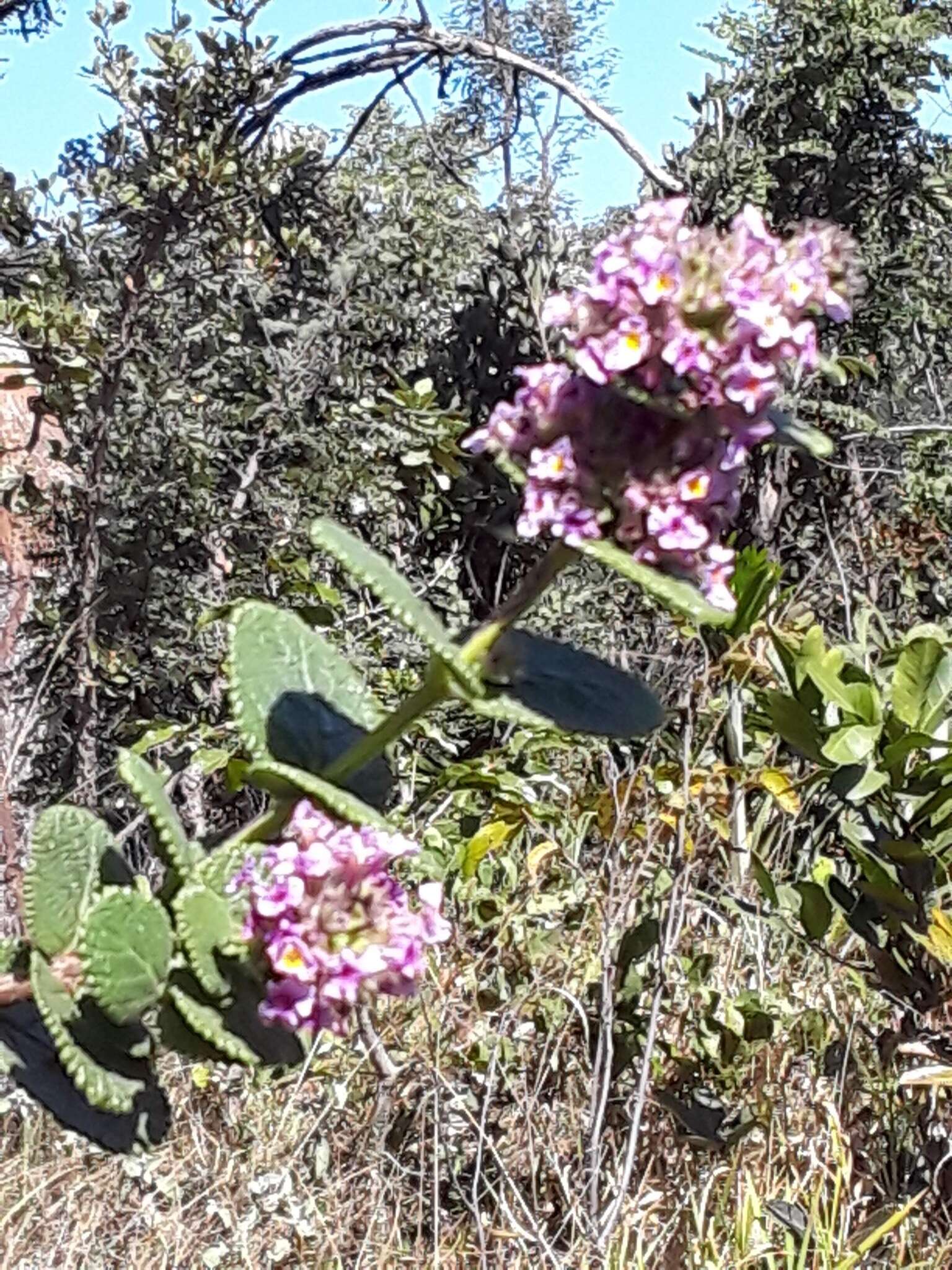 Image of Lippia lacunosa Mart. & Schauer