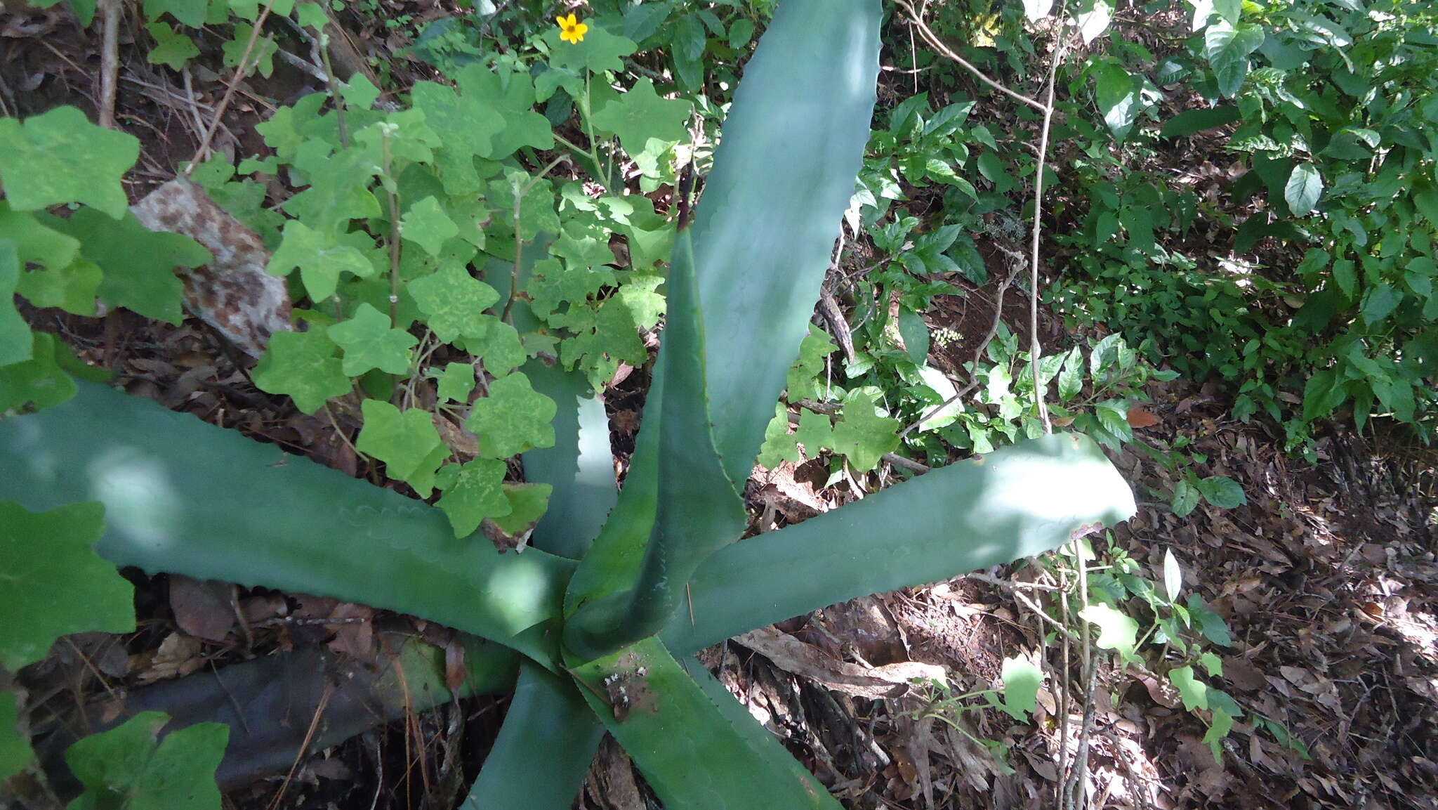 Image of Agave seemanniana Jacobi