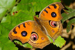 Image of Peacock Pansy