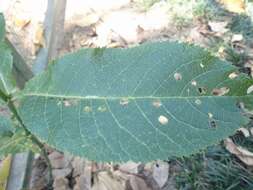 Image of Gymnanthemum appendiculatum (Less.) H. Robinson