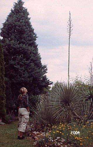 Image of soaptree yucca