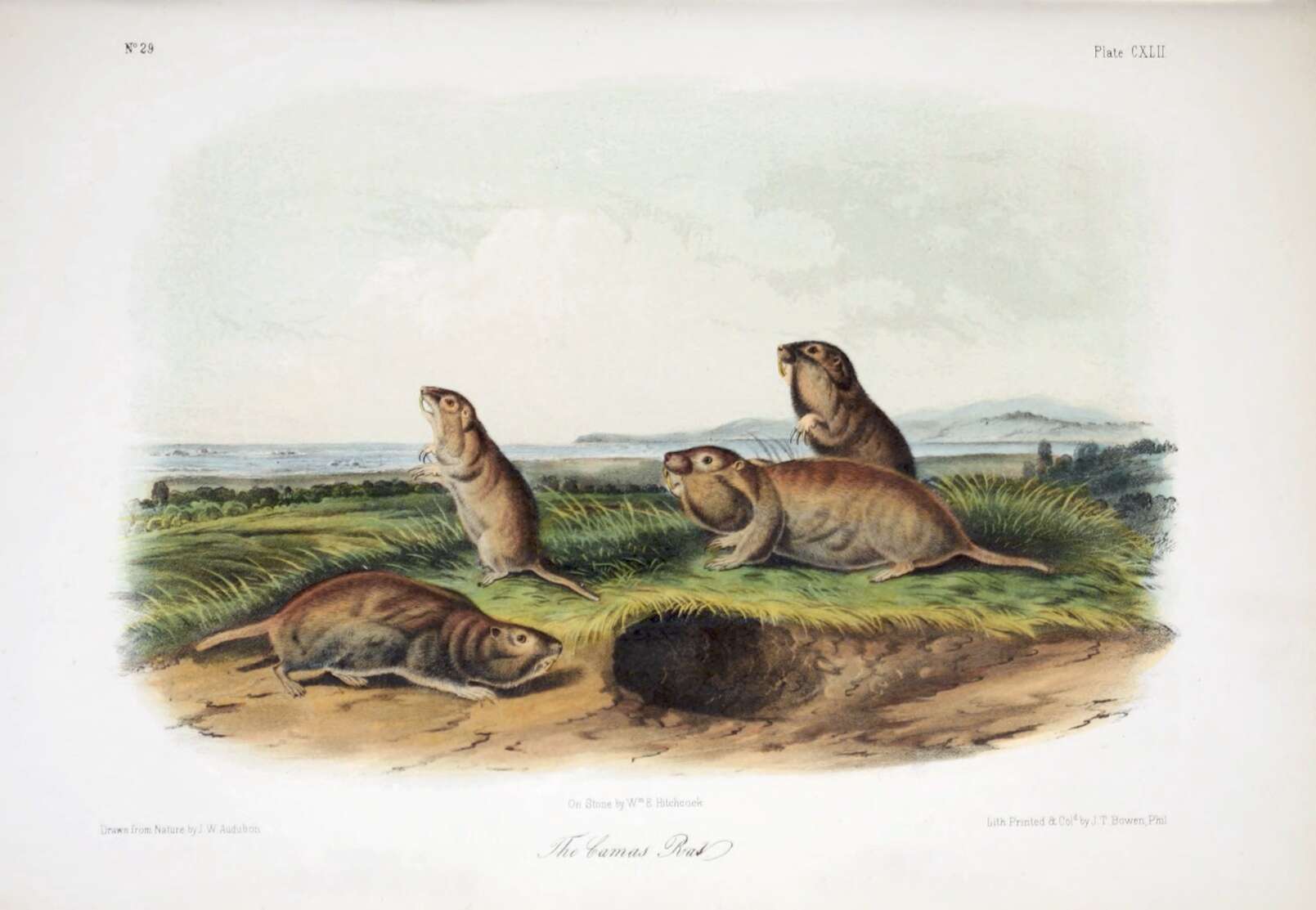 Image of Camas Pocket Gopher