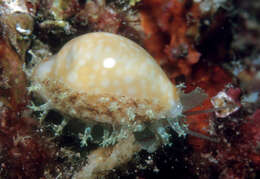 Image of Cryptocypraea Meyer 2003