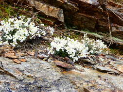 Imagem de Cardamine glauca Spreng.