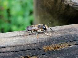 Image of Bee