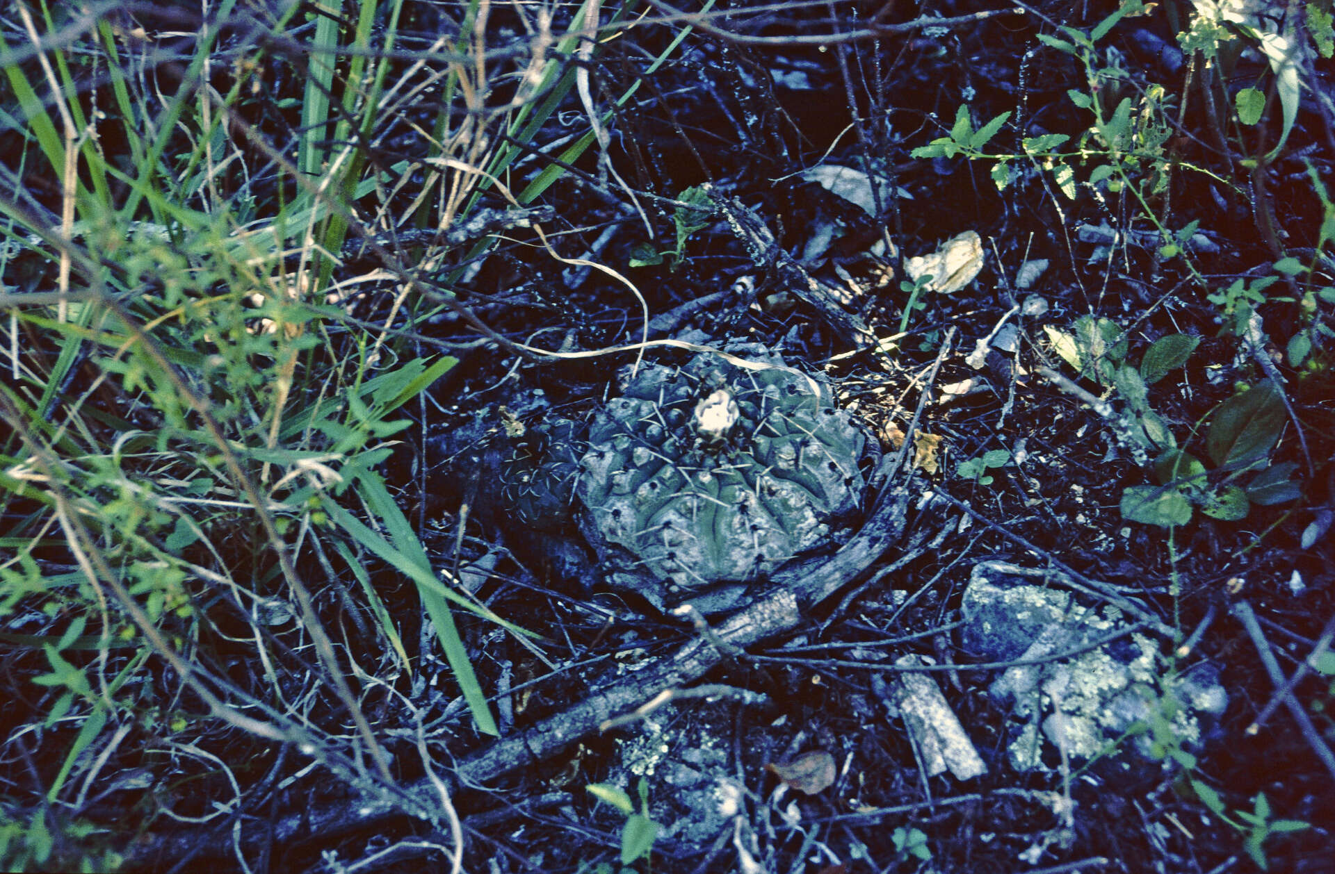 Image of Gymnocalycium bodenbenderianum A. Berger