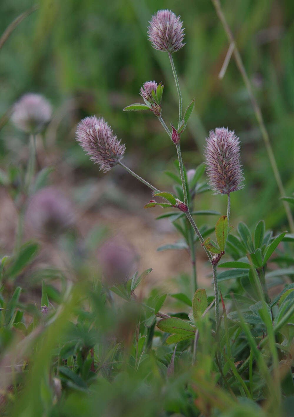 Plancia ëd Trifolium arvense var. arvense