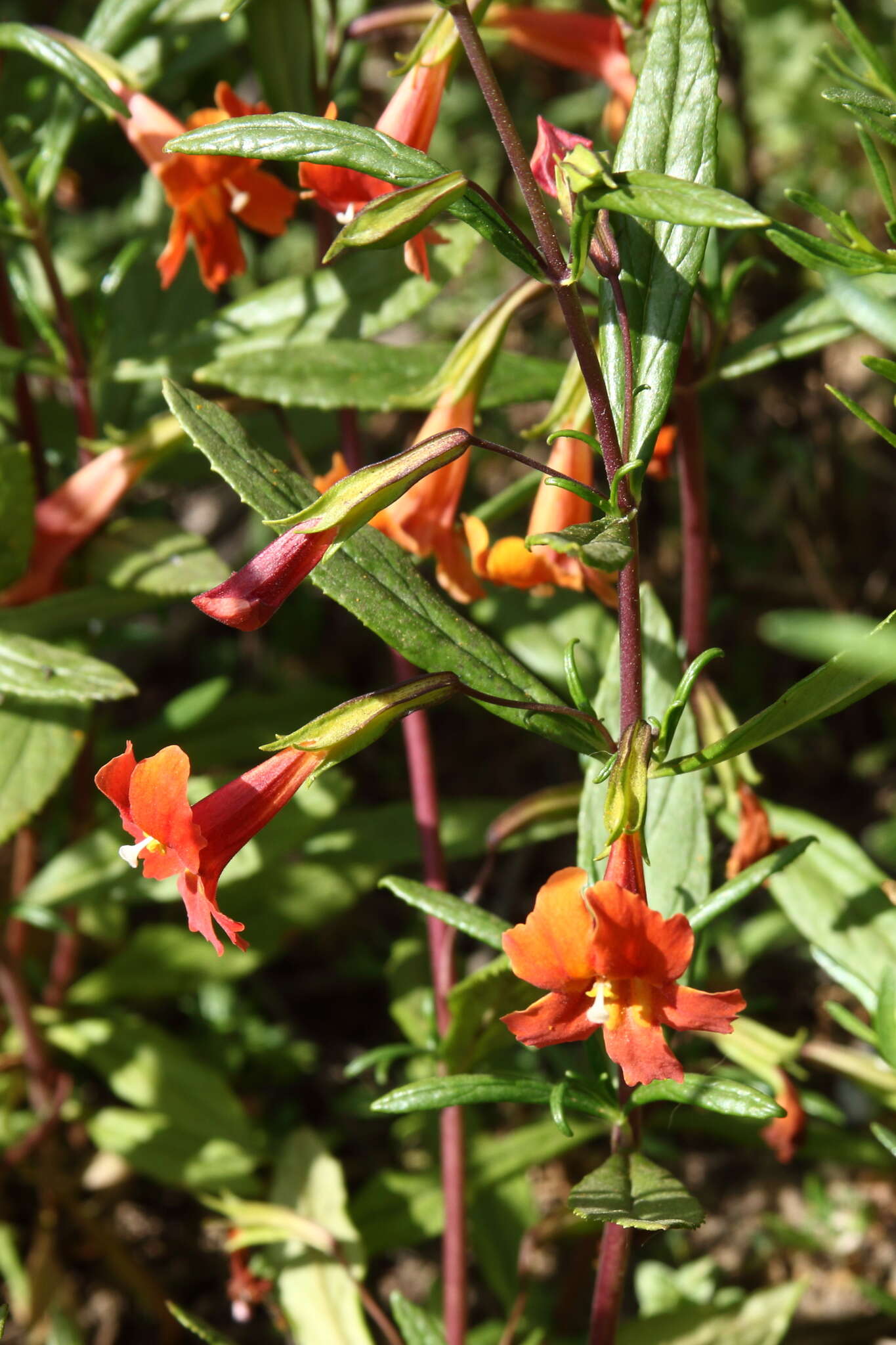 Image of red bush monkeyflower