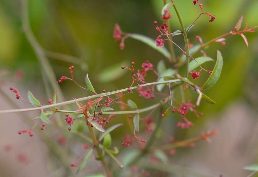 Image of Crossopetalum uragoga (Jacq.) O. Kuntze