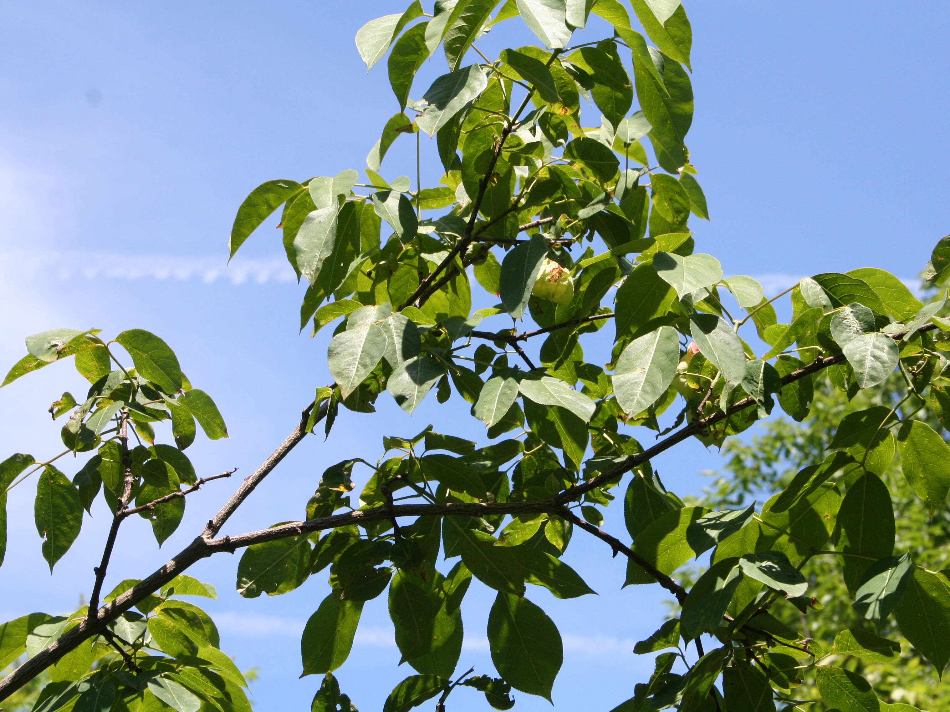 Image of American bladdernut