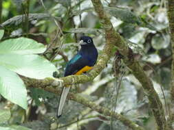 Plancia ëd Trogon chionurus Sclater, PL & Salvin 1871