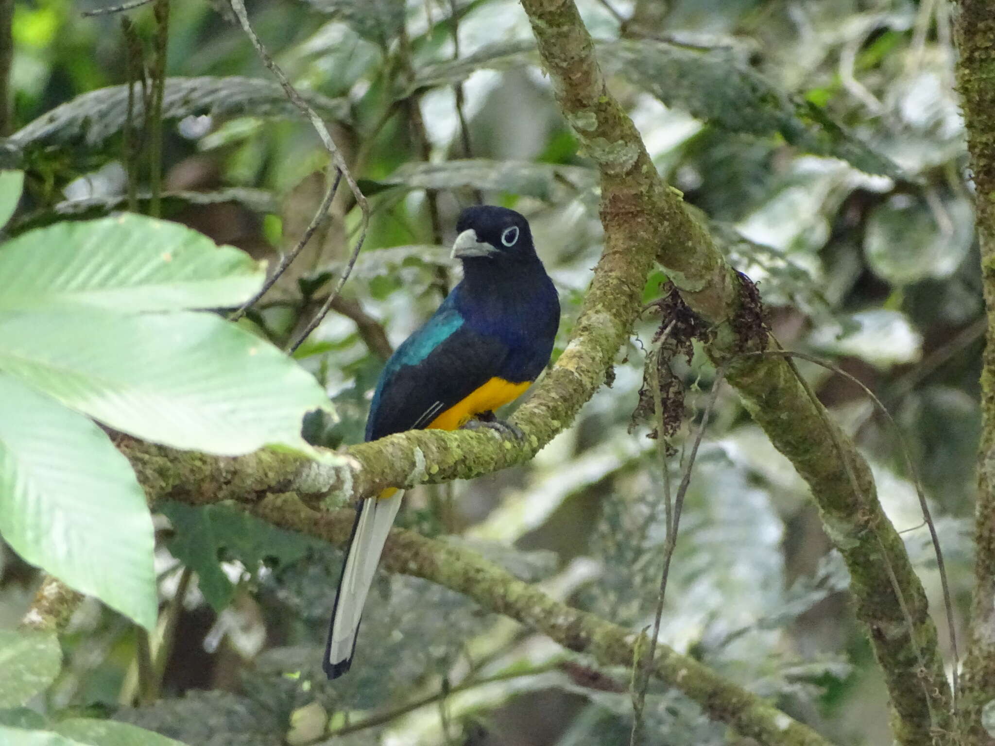 Plancia ëd Trogon chionurus Sclater, PL & Salvin 1871