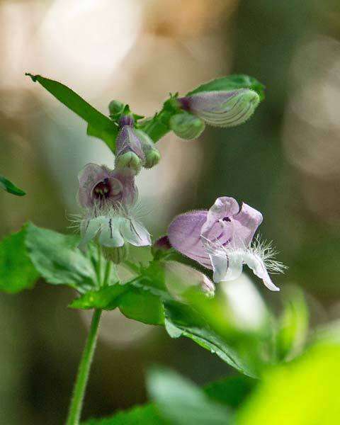 Penstemon smallii Heller resmi