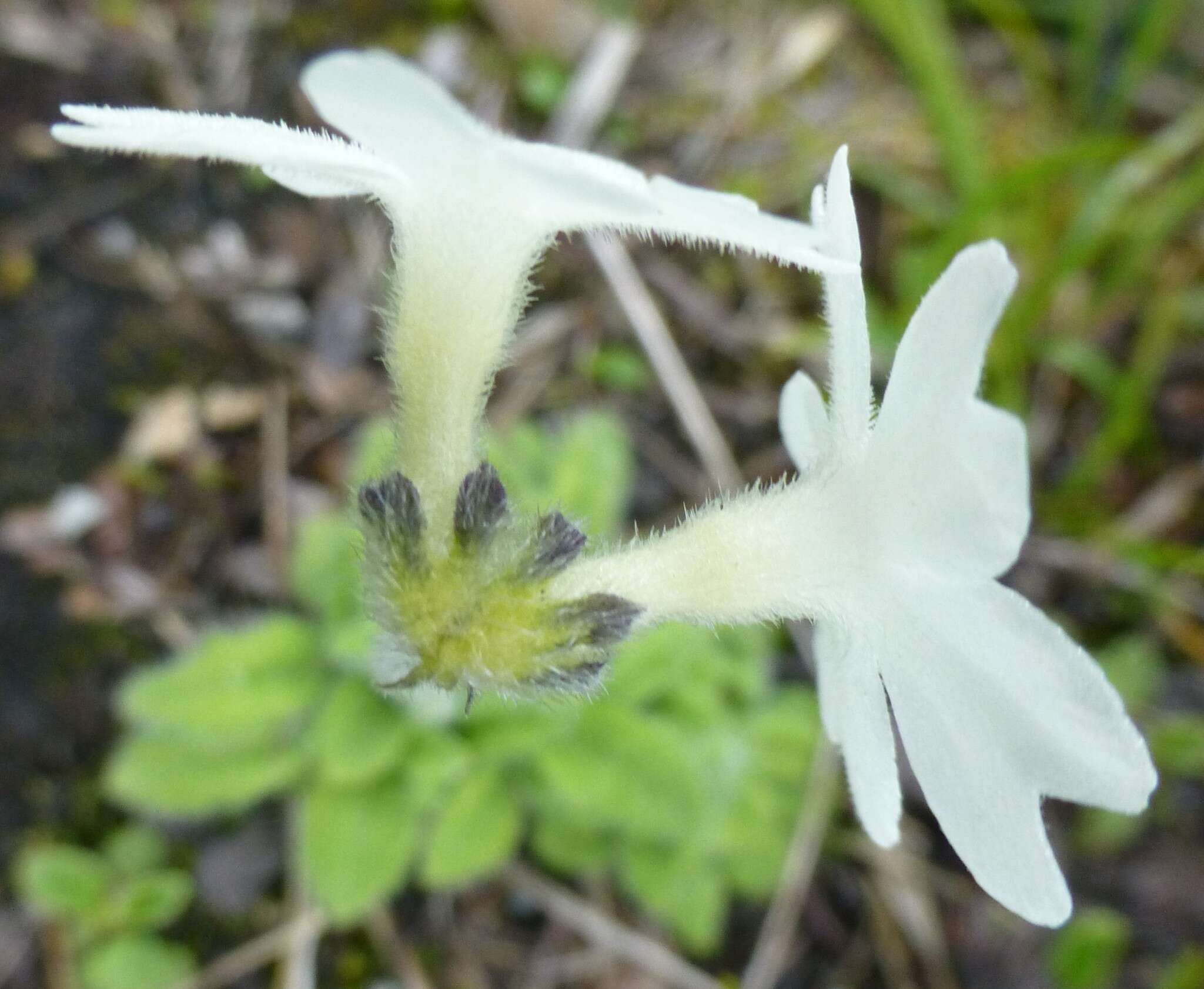 Plancia ëd Primula buryana I. B. Balf.