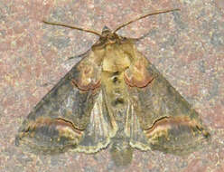 صورة Abrostola triplasia Linnaeus 1758