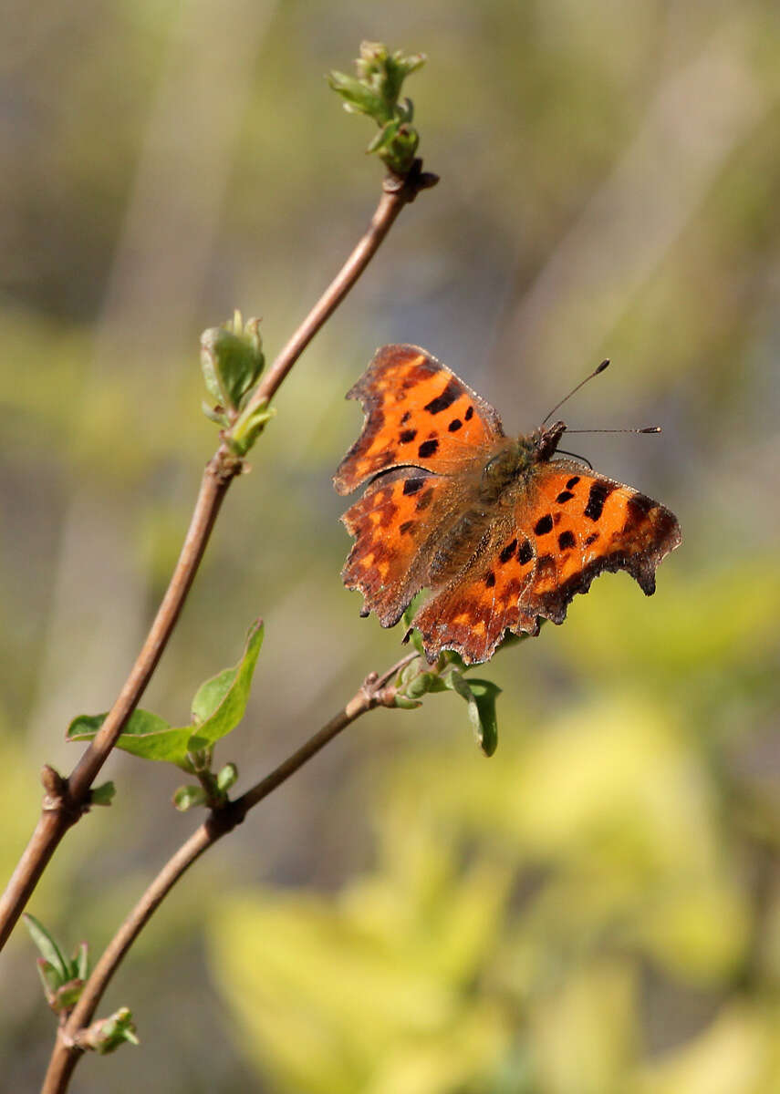 Image of Comma