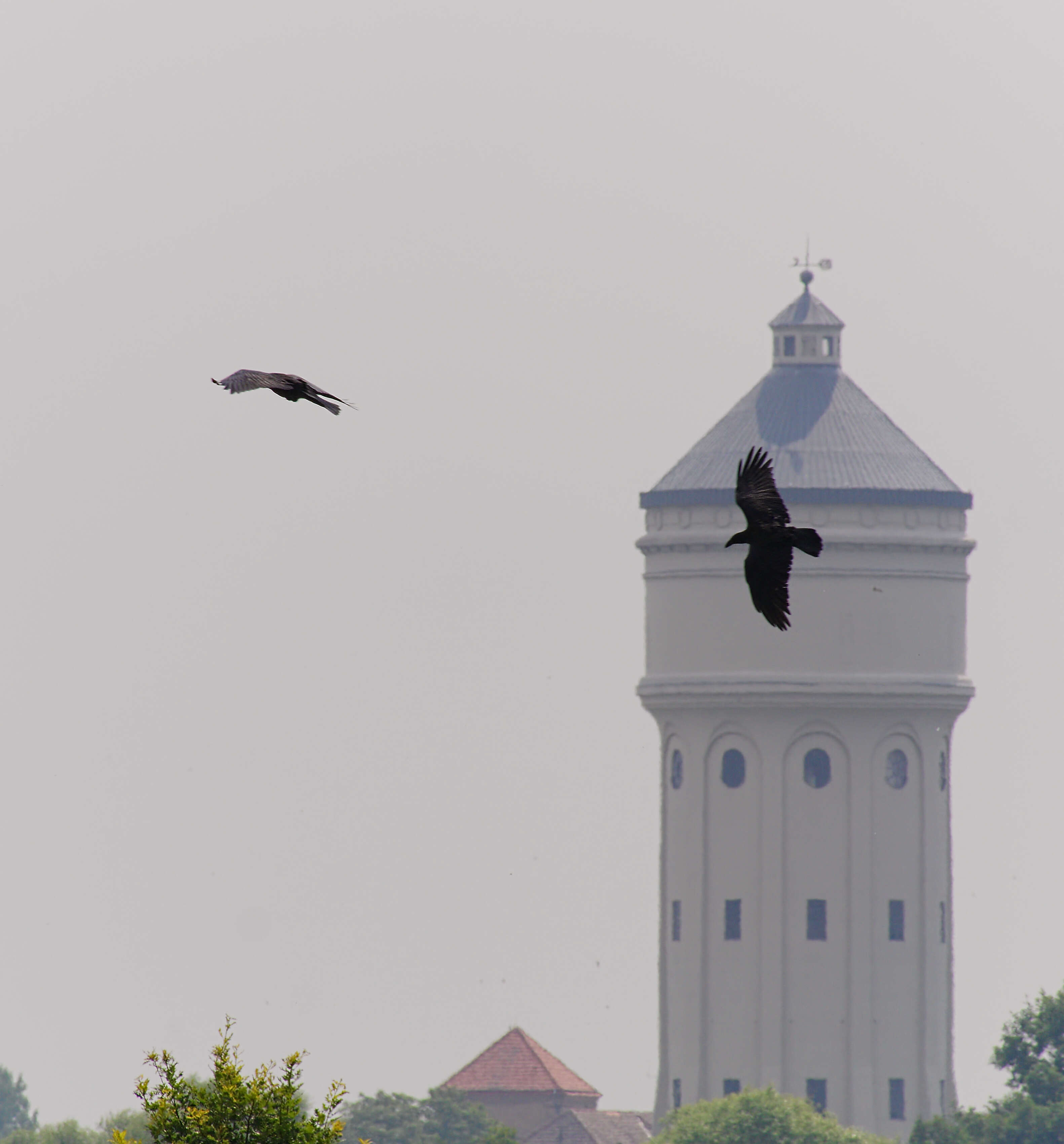 Image of Northern Raven