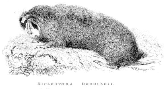 Image of Camas Pocket Gopher