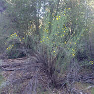 Image of tree poppy