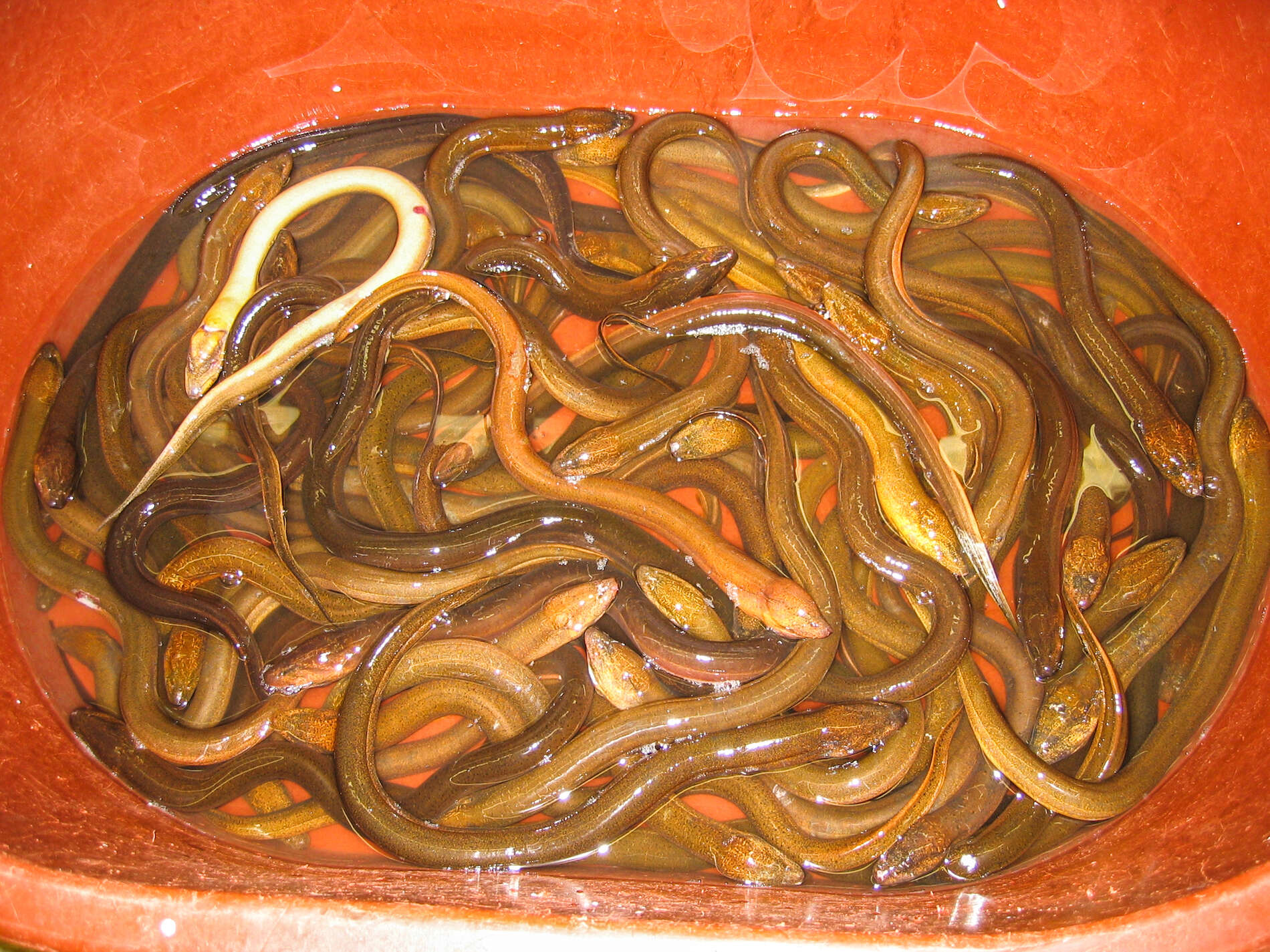 Image of Asian swamp eel