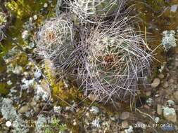 Echinopsis backebergii Werderm. resmi