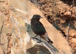 Image of Black Wheatear