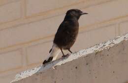 Image of Black Wheatear