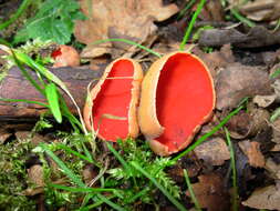 Image of Ruby elfcup