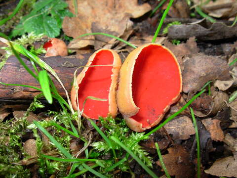 Image of Ruby elfcup