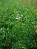 Plancia ëd Trigonella procumbens (Besser) Rchb.