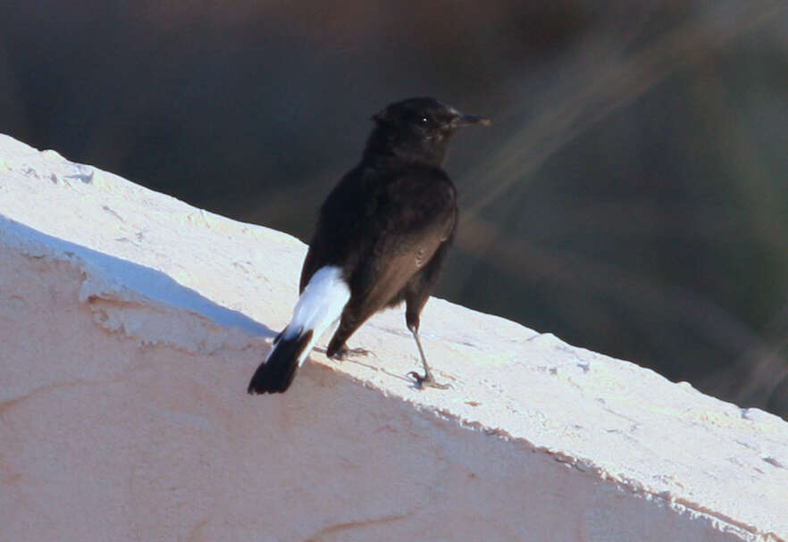 Image of Black Wheatear