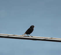 Image of Black Wheatear