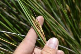 Image of Neesenbeckia punctoria (Vahl) Levyns