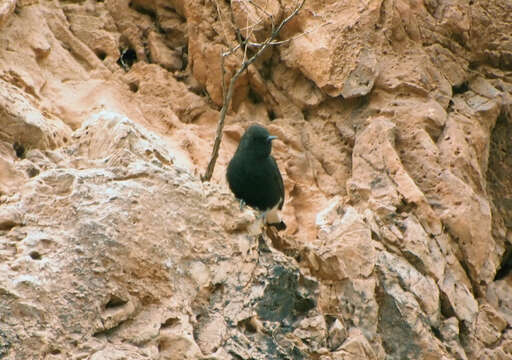 Image of Black Wheatear