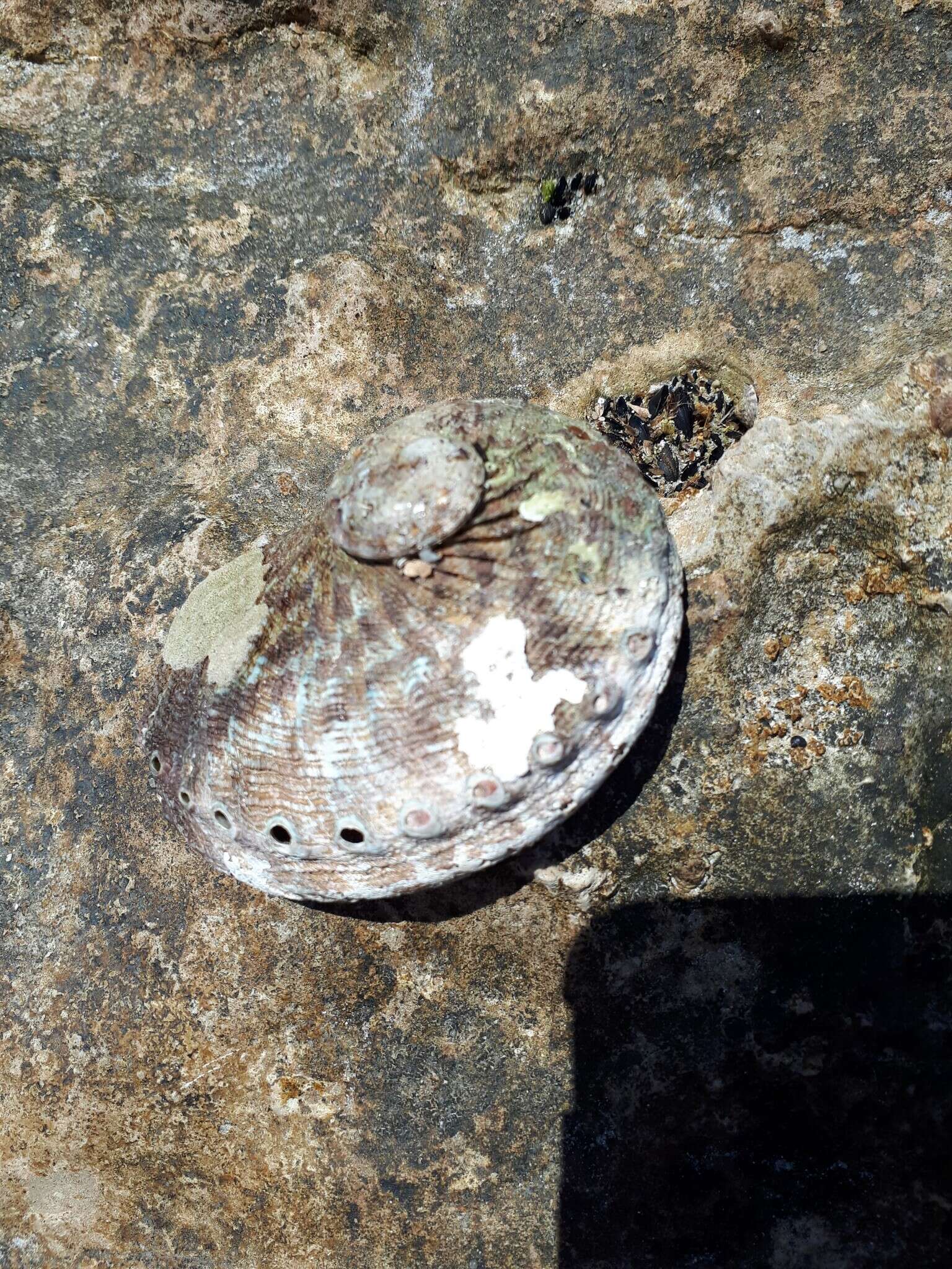 Image of staircase abalone