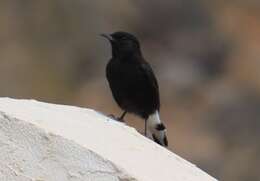 Image of Black Wheatear