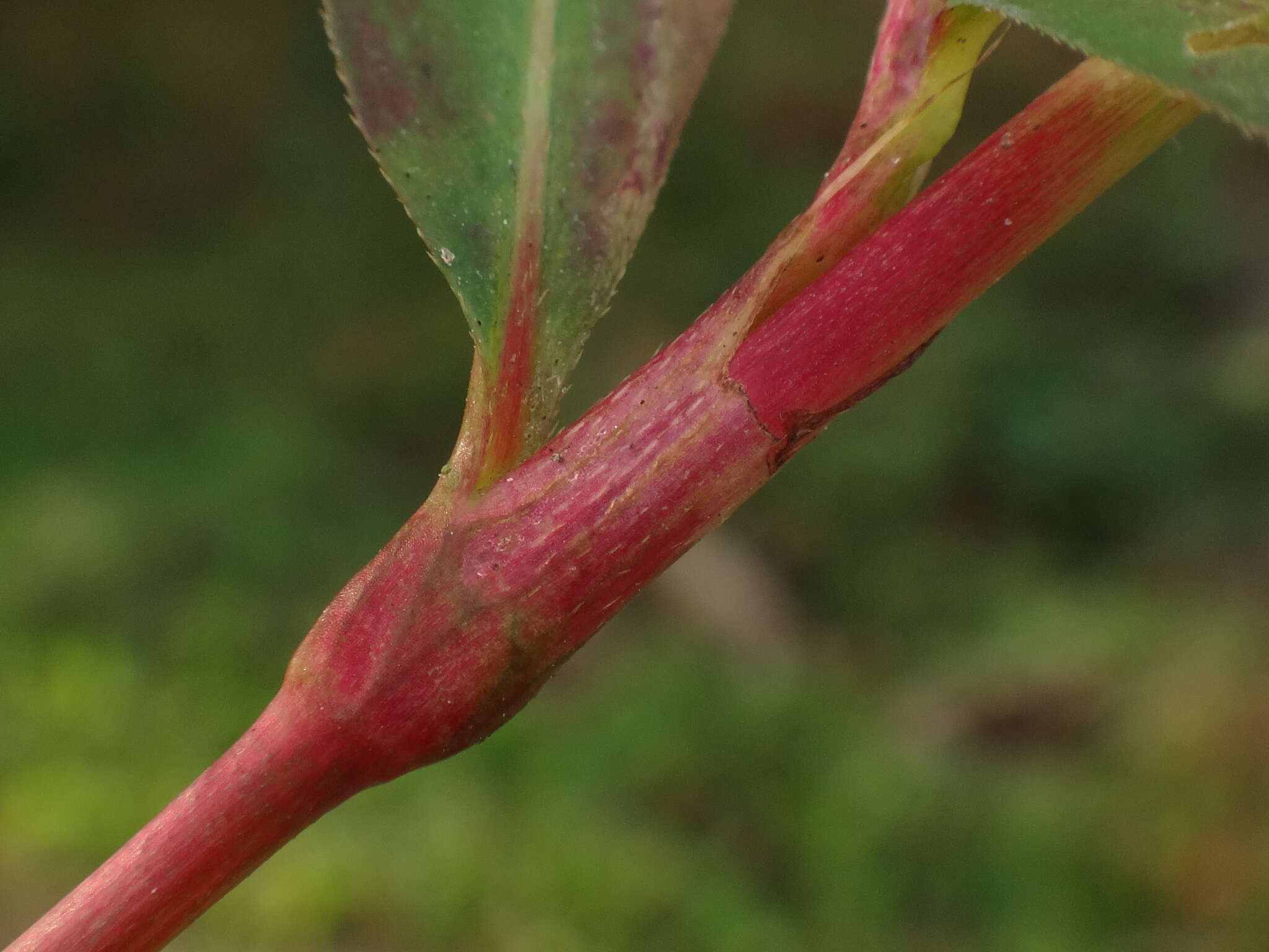 صورة Persicaria mitis (Schrank) Asenov