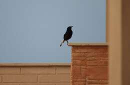 Image of Black Wheatear